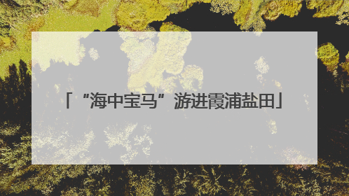 “海中宝马”游进霞浦盐田