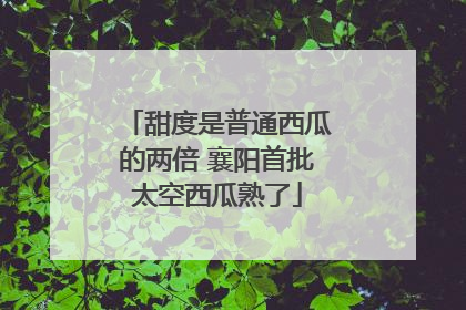 甜度是普通西瓜的两倍 襄阳首批太空西瓜熟了