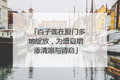 百子莲在厦门多地绽放，为盛夏增添清凉与诗意