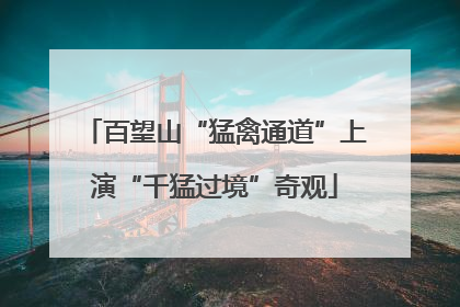 百望山“猛禽通道”上演“千猛过境”奇观