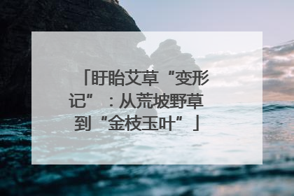 盱眙艾草“变形记”：从荒坡野草到“金枝玉叶”