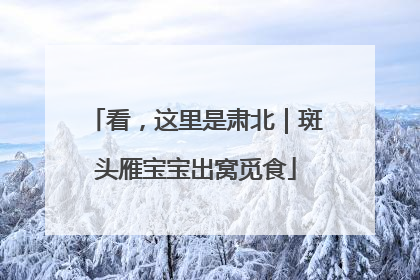 看，这里是肃北｜斑头雁宝宝出窝觅食