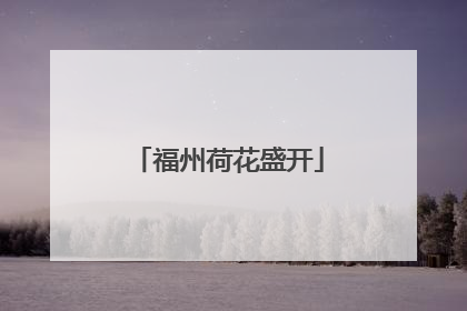 福州荷花盛开