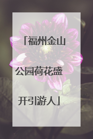 福州金山公园荷花盛开引游人