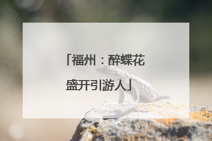 福州：醉蝶花盛开引游人