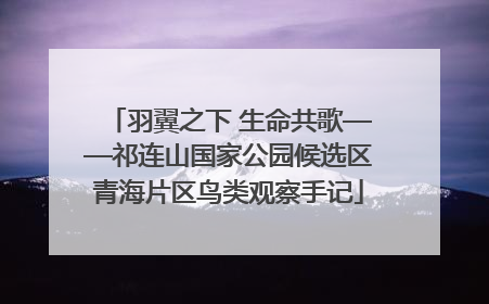 羽翼之下 生命共歌——祁连山国家公园候选区青海片区鸟类观察手记