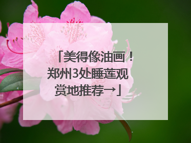 美得像油画！郑州3处睡莲观赏地推荐→