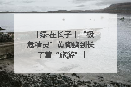 绿·在长子丨“极危精灵”黄胸鹀到长子营“旅游”