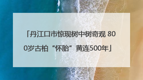 丹江口市惊现树中树奇观 800岁古柏“怀胎”黄连500年