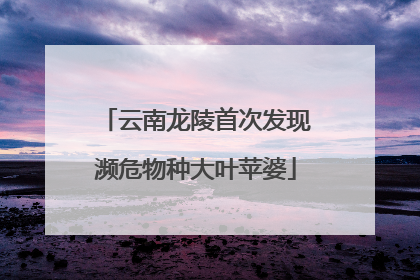 云南龙陵首次发现濒危物种大叶苹婆
