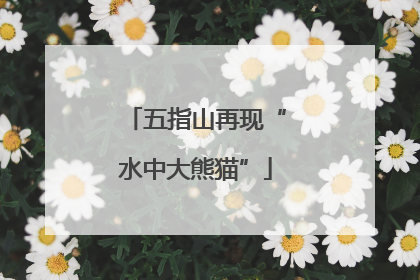 五指山再现“水中大熊猫”