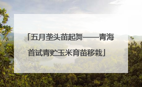 五月垄头苗起舞——青海首试青贮玉米育苗移栽