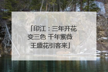 印江：三年开花变三色 千年紫薇王盛花引客来