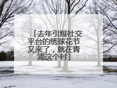 去年引爆社交平台的绣球花节又来了，就在青浦这个村