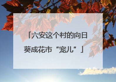 六安这个村的向日葵成花市“宠儿”