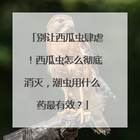 别让西瓜虫肆虐！西瓜虫怎么彻底消灭，潮虫用什么药最有效？