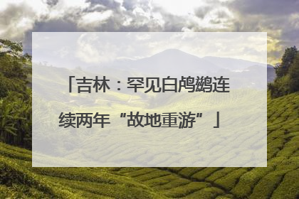 吉林：罕见白鸬鹚连续两年“故地重游”