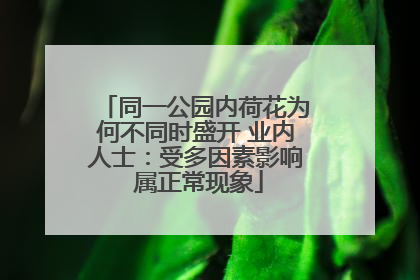 同一公园内荷花为何不同时盛开 业内人士：受多因素影响 属正常现象