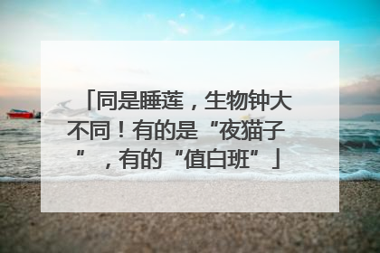 同是睡莲，生物钟大不同！有的是“夜猫子”，有的“值白班”
