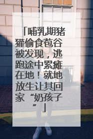 哺乳期猪獾偷食苞谷被发现，逃跑途中累瘫在地！就地放生让其回家“奶孩子”