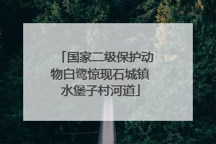 国家二级保护动物白鹭惊现石城镇水堡子村河道
