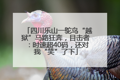四川乐山一鸵鸟“越狱”马路狂奔，目击者：时速超40码，还对我“笑”了下