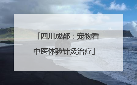 四川成都：宠物看中医体验针灸治疗