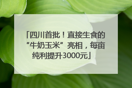 四川首批！直接生食的“牛奶玉米”亮相，每亩纯利提升3000元