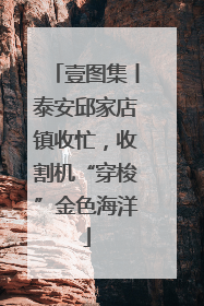 壹图集丨泰安邱家店镇收忙，收割机“穿梭”金色海洋