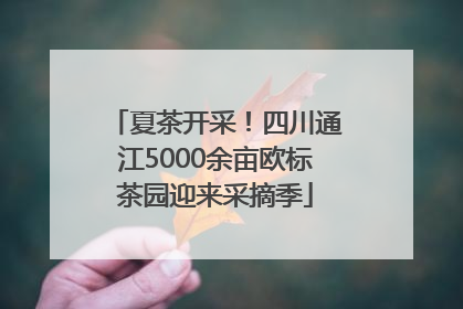 夏茶开采！四川通江5000余亩欧标茶园迎来采摘季