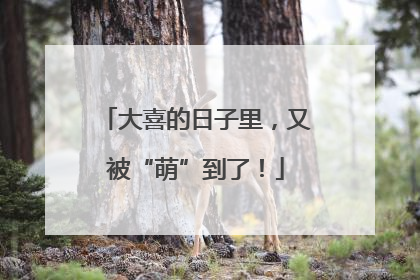 大喜的日子里，又被“萌”到了！