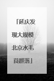 延庆发现大规模北京水毛茛群落