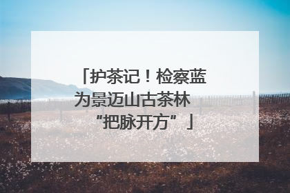 护茶记！检察蓝为景迈山古茶林 “把脉开方”