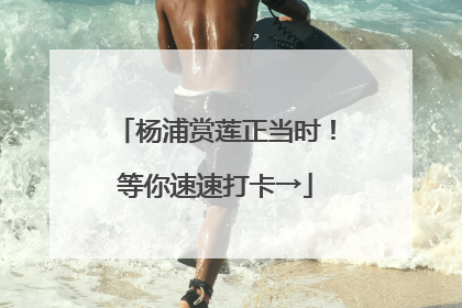 杨浦赏莲正当时！等你速速打卡→