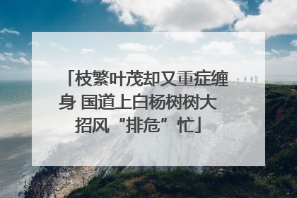 枝繁叶茂却又重症缠身 国道上白杨树树大招风“排危”忙