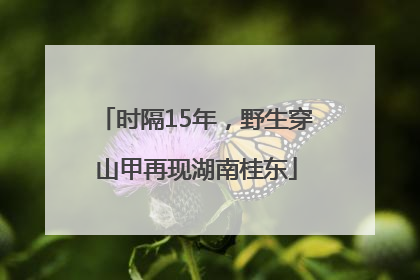 时隔15年，野生穿山甲再现湖南桂东
