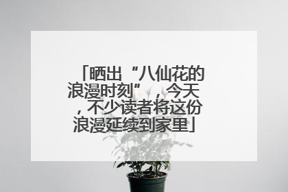 晒出“八仙花的浪漫时刻”，今天，不少读者将这份浪漫延续到家里