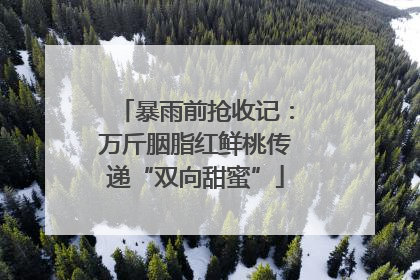 暴雨前抢收记：万斤胭脂红鲜桃传递“双向甜蜜”