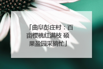 曲阜彭庄村：百亩樱桃红满枝 硕果盈园采摘忙