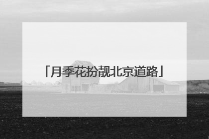 月季花扮靓北京道路
