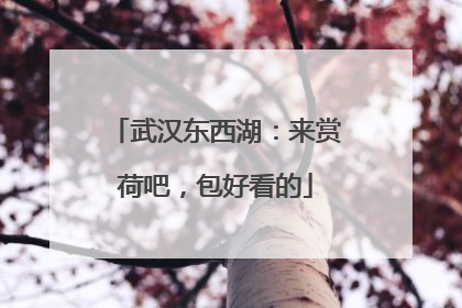 武汉东西湖：来赏荷吧，包好看的