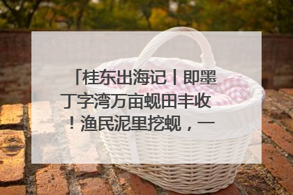 桂东出海记丨即墨丁字湾万亩蚬田丰收！渔民泥里挖蚬，一天上岸过千斤