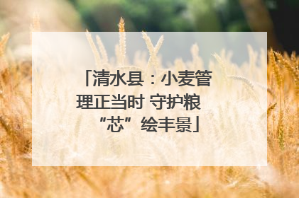 清水县：小麦管理正当时 守护粮“芯”绘丰景