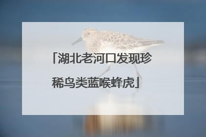 湖北老河口发现珍稀鸟类蓝喉蜂虎