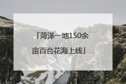 菏泽一地150余亩百合花海上线
