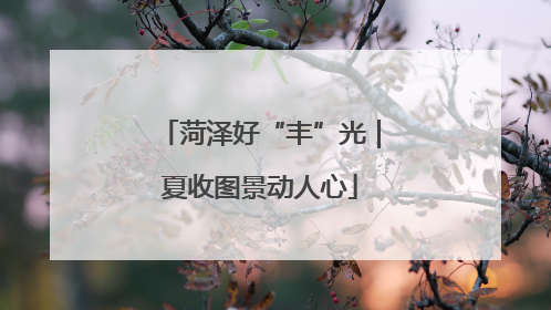 菏泽好“丰”光｜夏收图景动人心