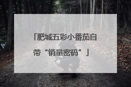 肥城五彩小番茄自带“销量密码”