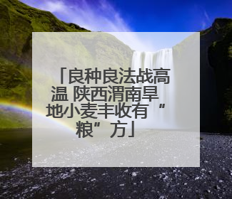 良种良法战高温 陕西渭南旱地小麦丰收有“粮”方