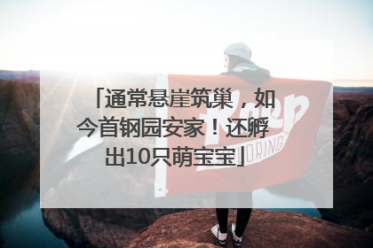 通常悬崖筑巢，如今首钢园安家！还孵出10只萌宝宝