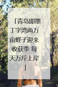 青岛即墨丁字湾两万亩蛏子迎来收获季 每天万斤上岸
